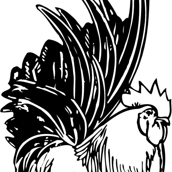 CHICK015 Thumbnail
