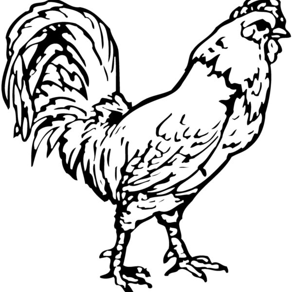 CHICK019 Thumbnail