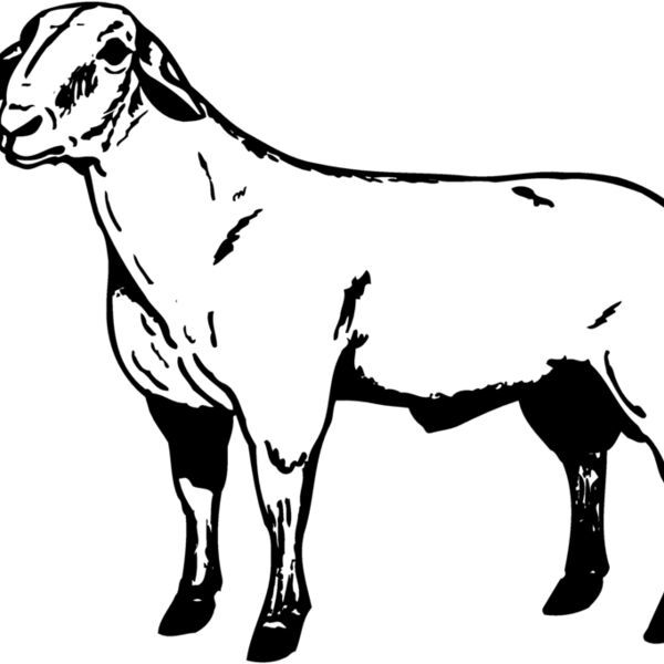 SHEEP008 Thumbnail