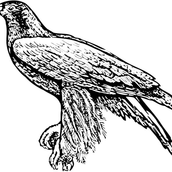 BIRD003 Thumbnail