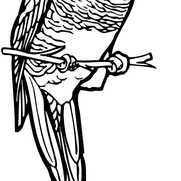 BIRD013 Thumbnail