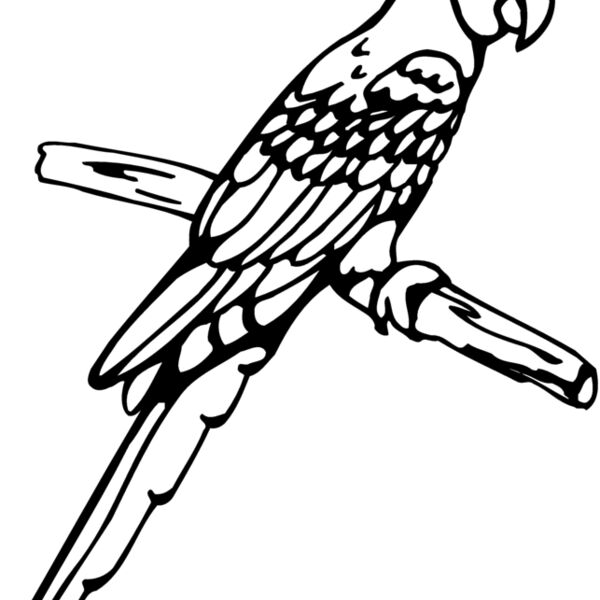 BIRD017 Thumbnail