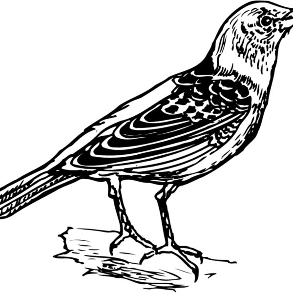 BIRD032 Thumbnail