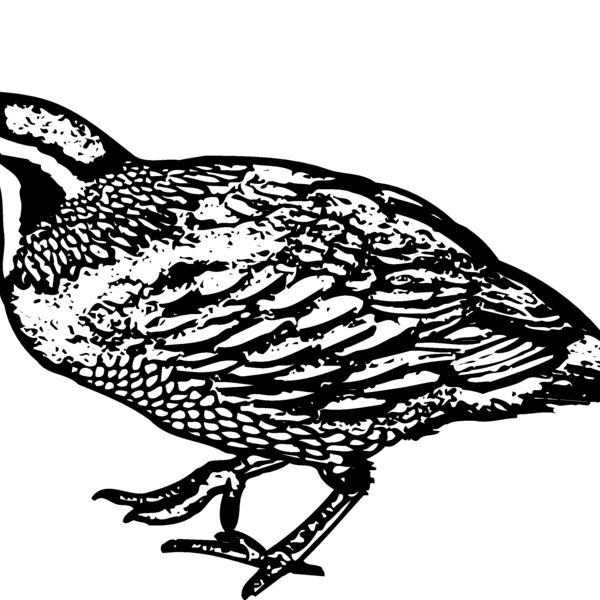BIRD068 Thumbnail