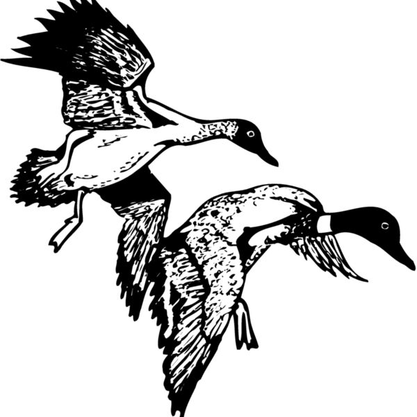 BIRD088 Thumbnail