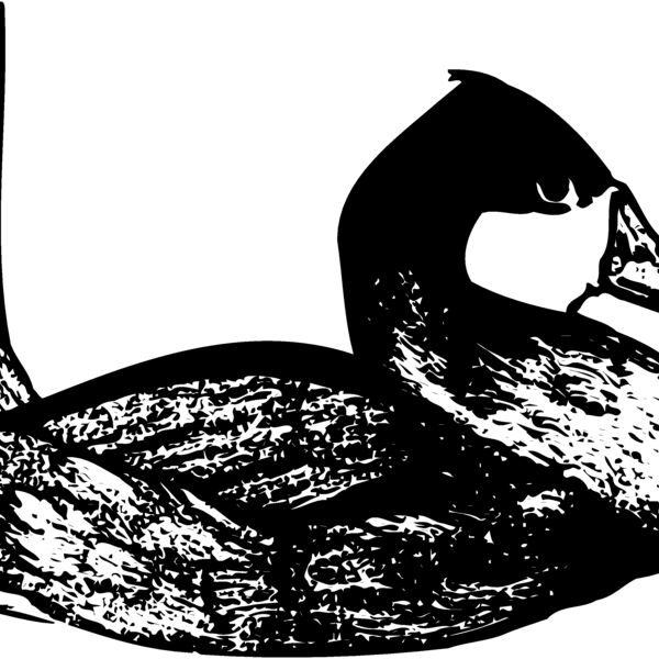 BIRD102 Thumbnail
