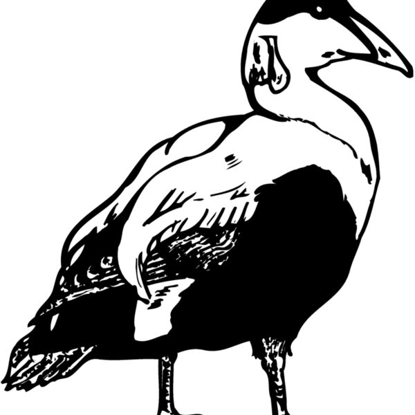 BIRD104 Thumbnail
