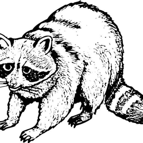 COON002 Thumbnail
