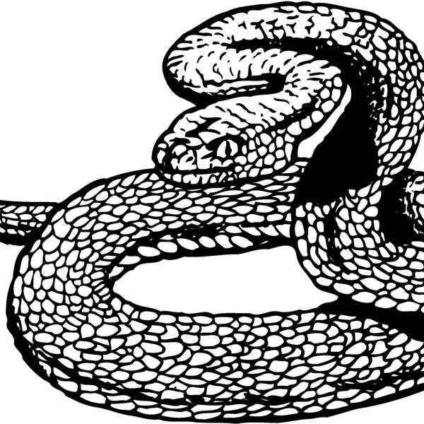 SNAKE012 Thumbnail