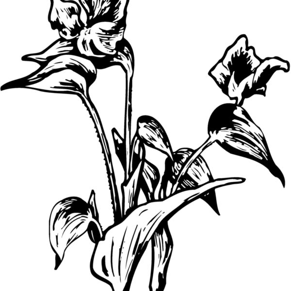 FLOWER30 Thumbnail