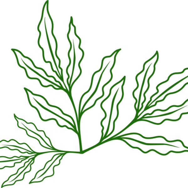 Leaves 7 Thumbnail