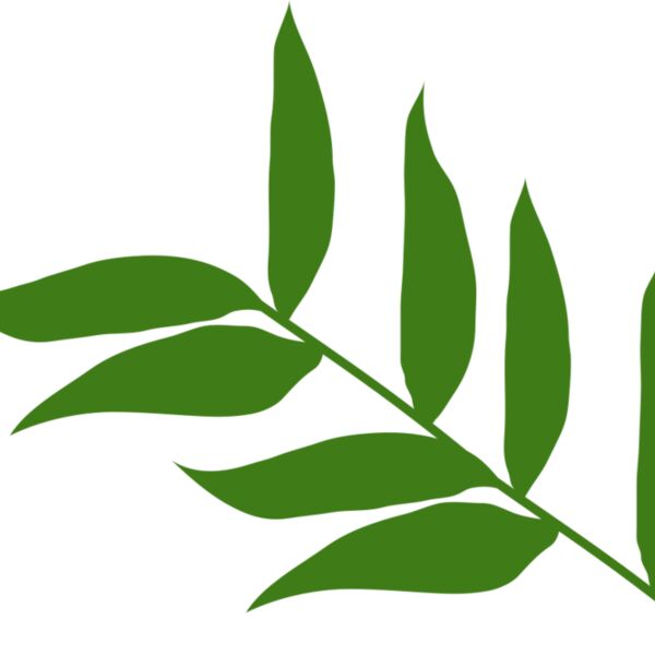 Leaves 5 Thumbnail